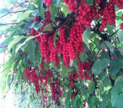 Schisandra Chinensis P.E